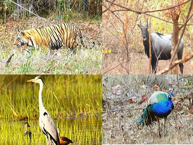 Tadoba and Pench Tour Package