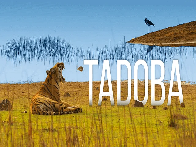 Tadoba Tour Package